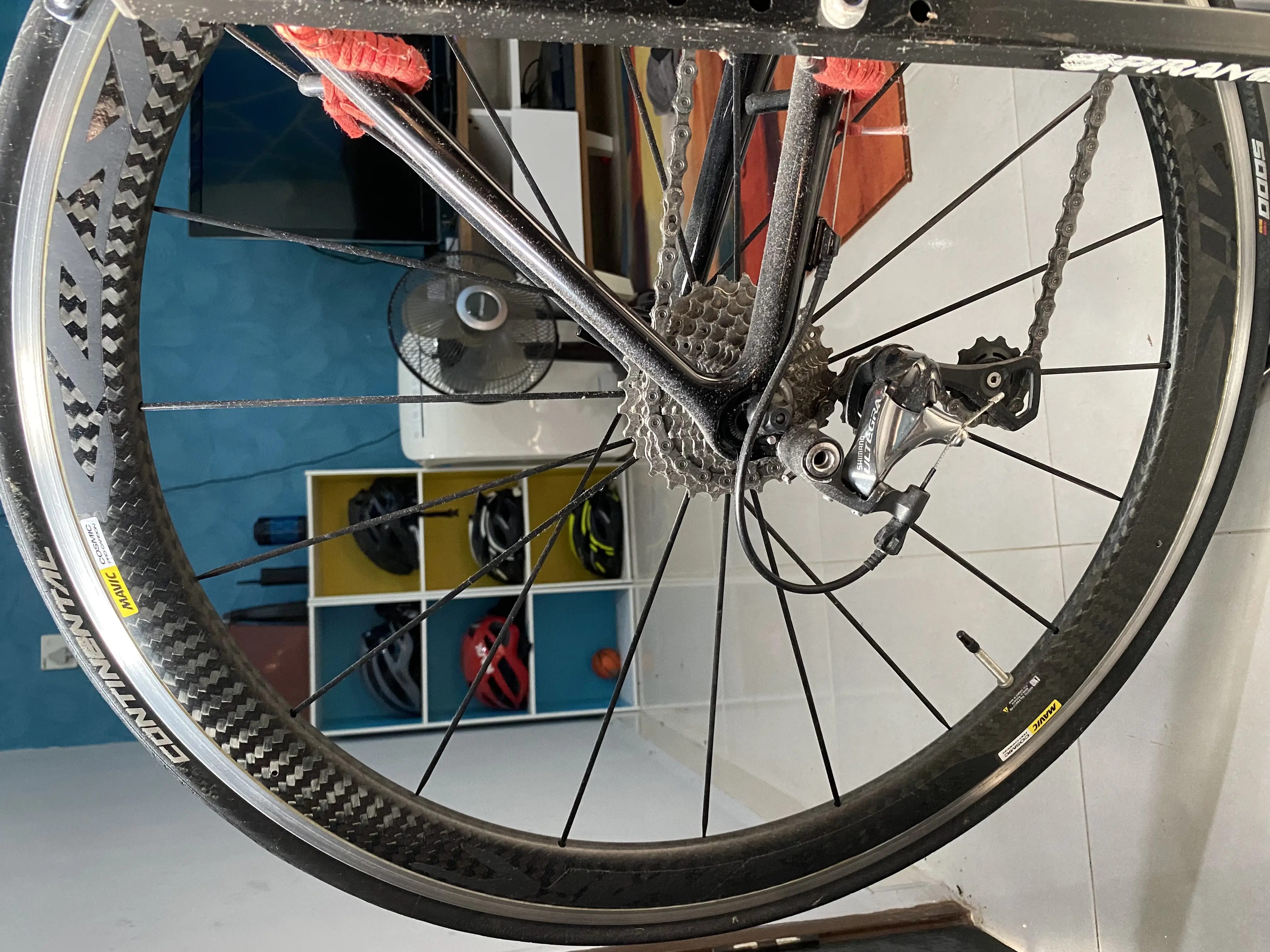 Colnago CLD Team Edition Ultegra (For Ladies)