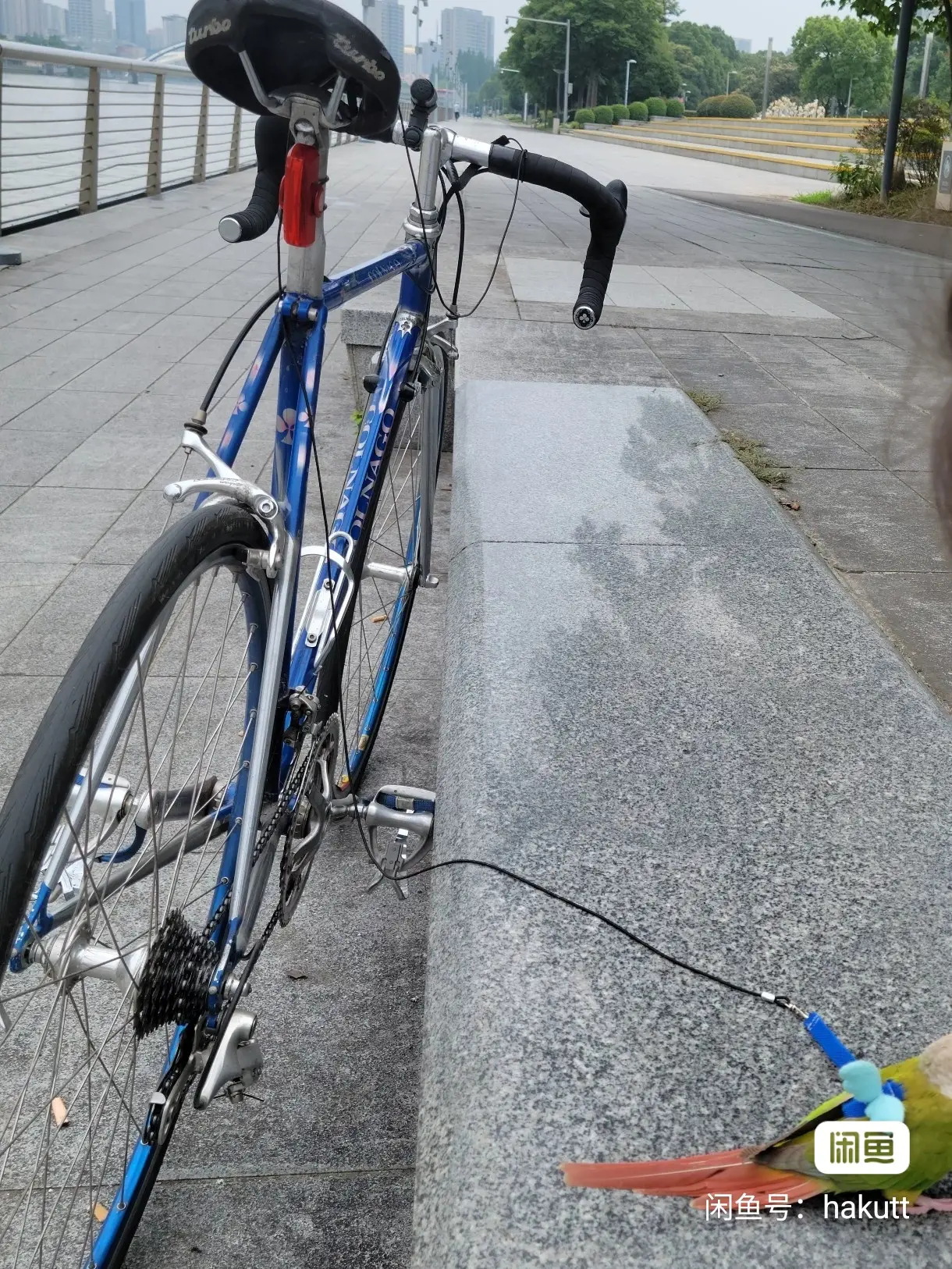Colnago master  Retro steel frame