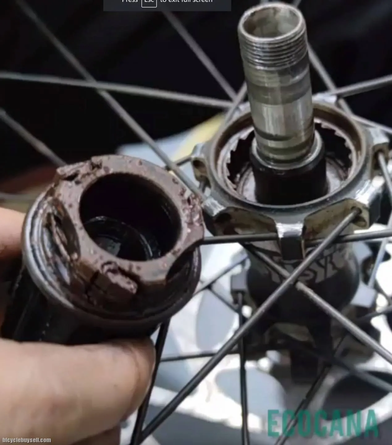 freehub, hub and freewheel service